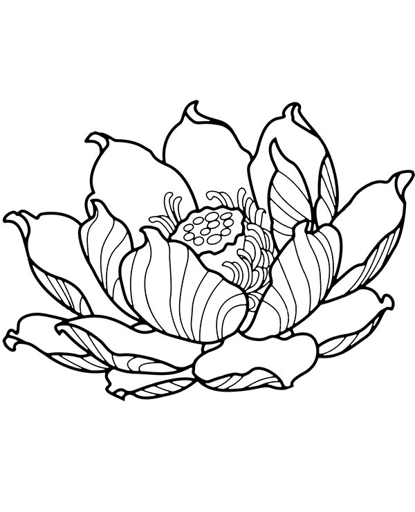 Vẽ hình vẽ hoa sen và nhụy hoa