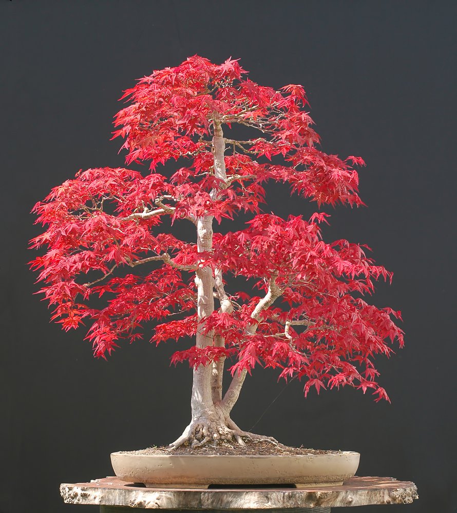 Ảnh cây phong lá đỏ bonsai