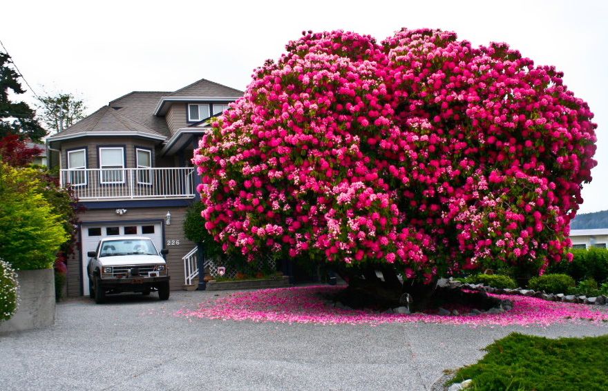 Hình ảnh cây Đỗ Quyên nở hoa cực đẹp