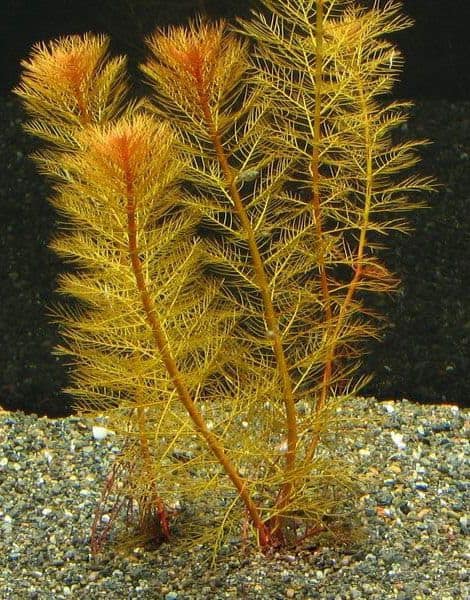 Hình ảnh cây chồn đỏ thủy sinh