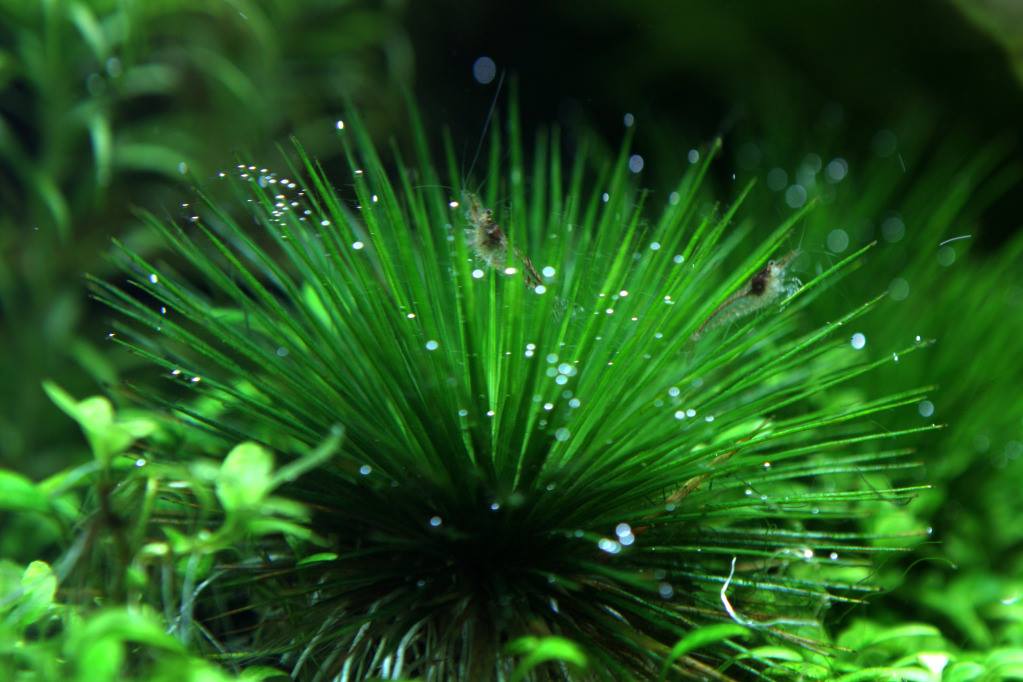 Hình ảnh cây thủy sinh cỏ dùi trống