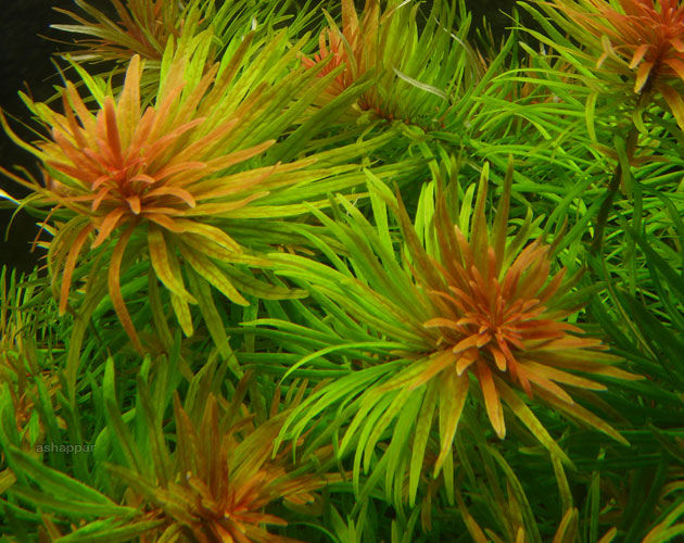 Hình ảnh cây thủy sinh hồng thái dương