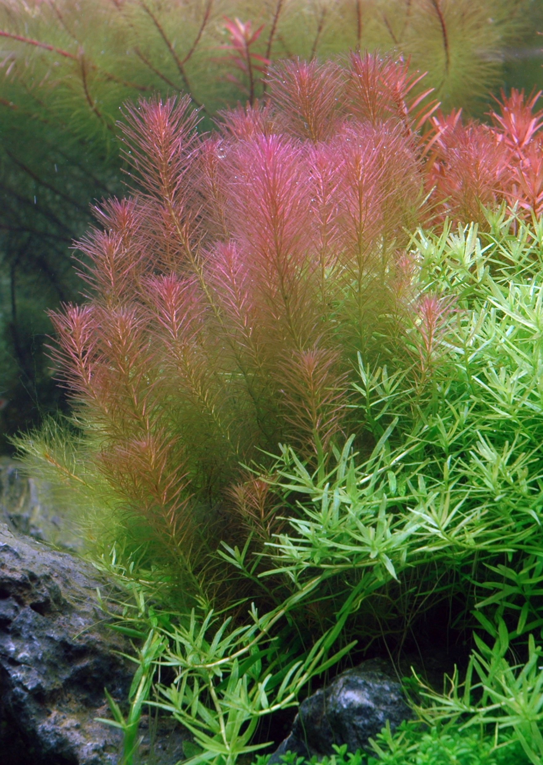 Hình ảnh cây thủy sinh luân thảo đỏ