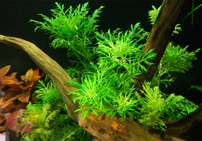 Hình ảnh cây thủy sinh thủy cúc đẹp