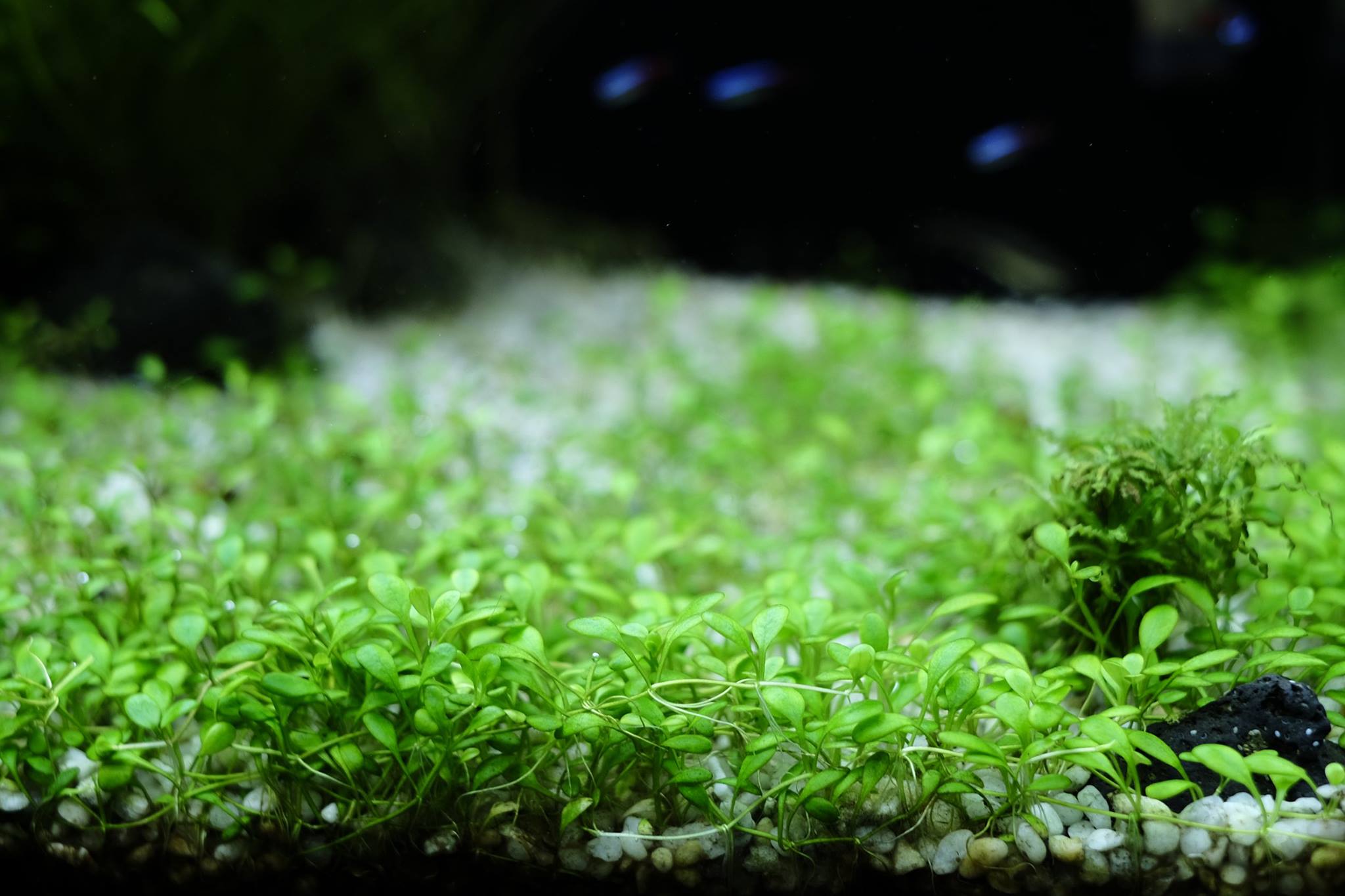 Hình ảnh cây thủy sinh trân châu Nhật đẹp