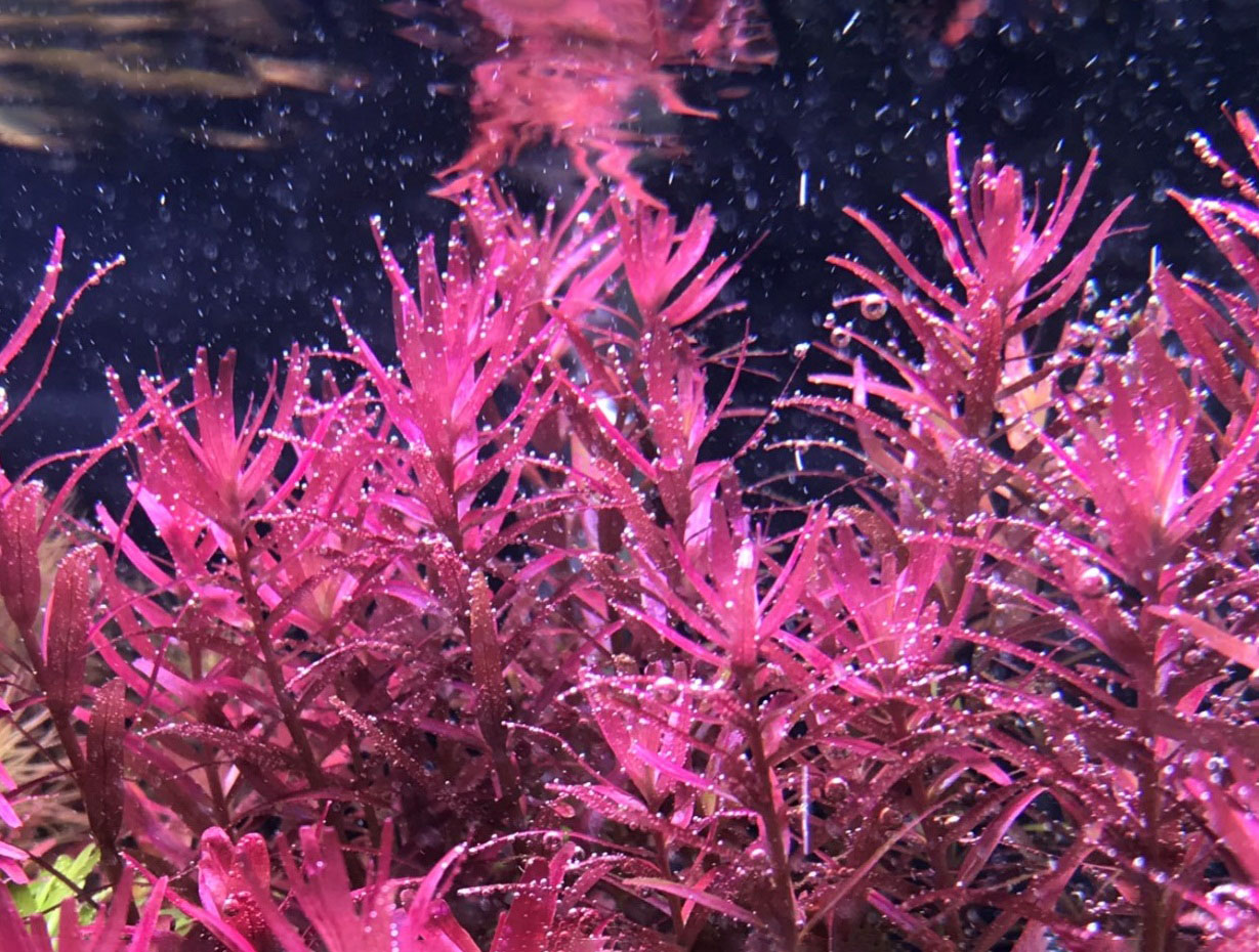 Hình ảnh cây thủy sinh vảy ốc siêu đỏ