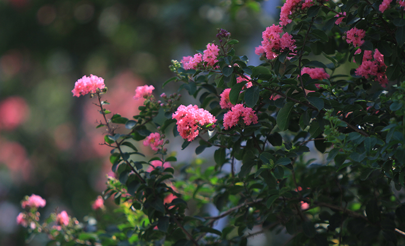 Ảnh hoa Tường Vy hồng đẹp