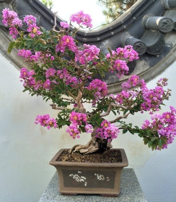 Hình ảnh hoa Tường Vy bonsai