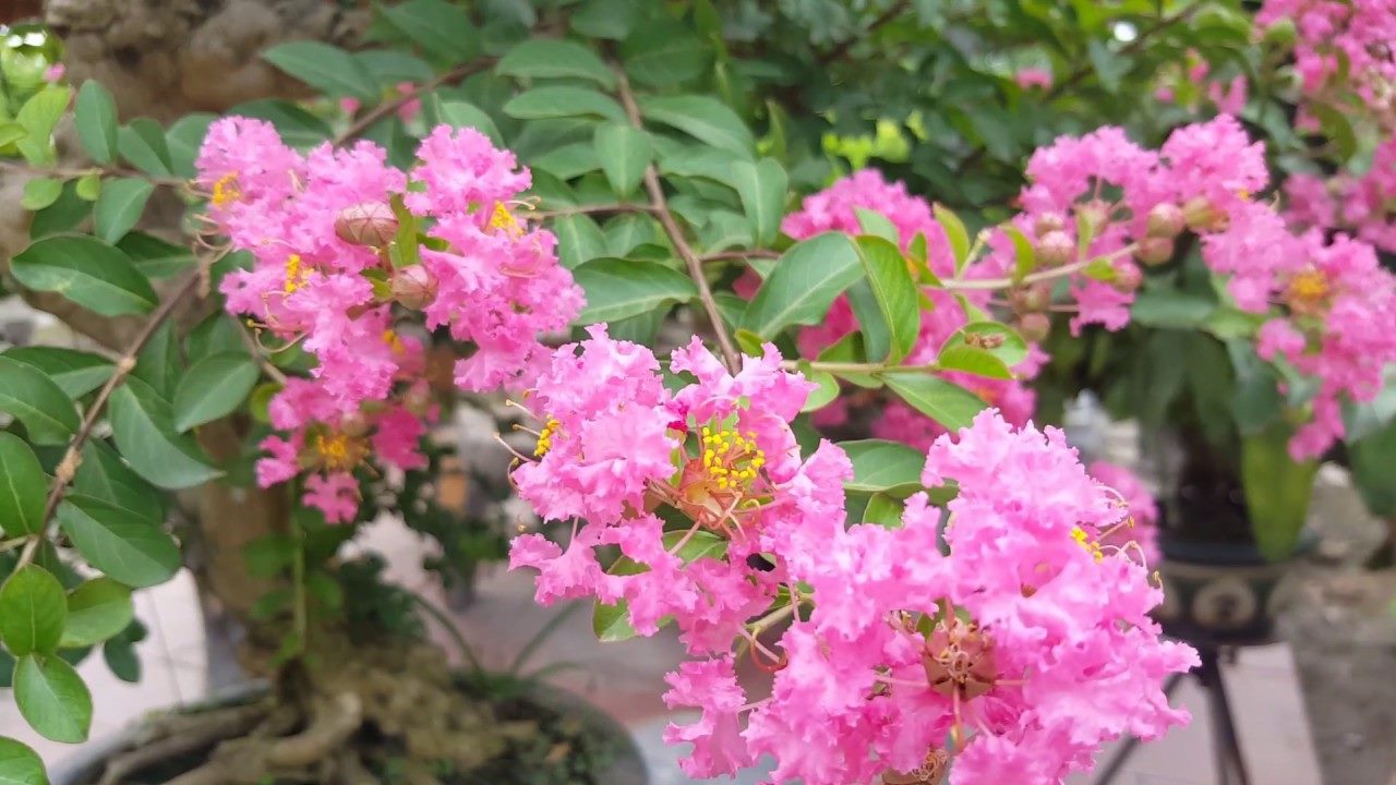 Hình ảnh hoa Tường Vy hồng nở