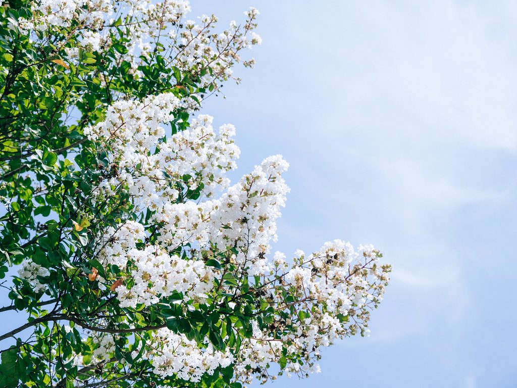 Hình ảnh hoa Tường Vy trắng