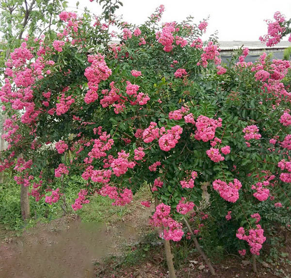 Hình ảnh hoa Tường Vy vườn