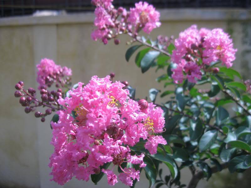 Hình ảnh hoa Tường Vy 