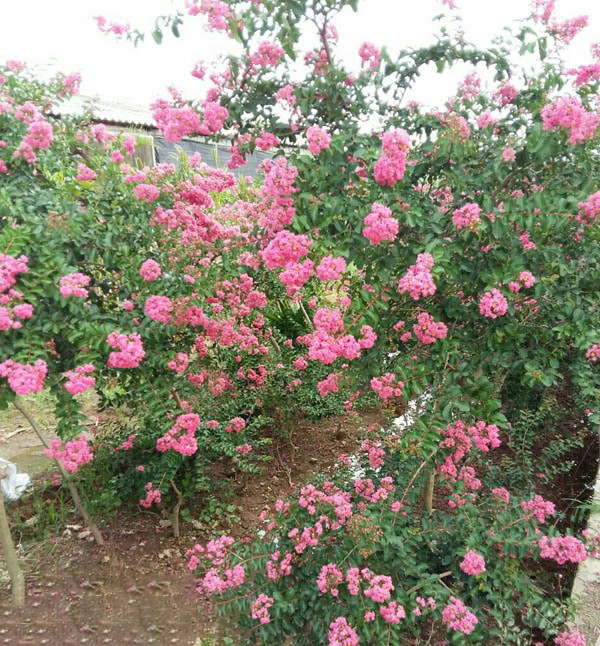 Hình ảnh vườn hoa Tường Vy