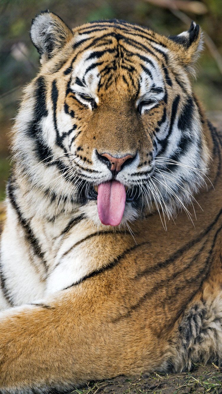 Hình ảnh của Tiger 4K