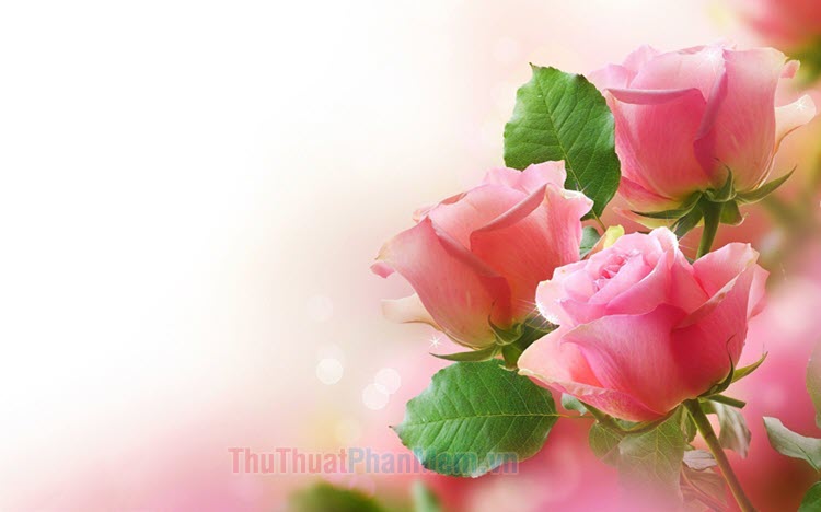 Hoa hồng tuyệt đẹp làm nền cho bức tranh cuộc sống