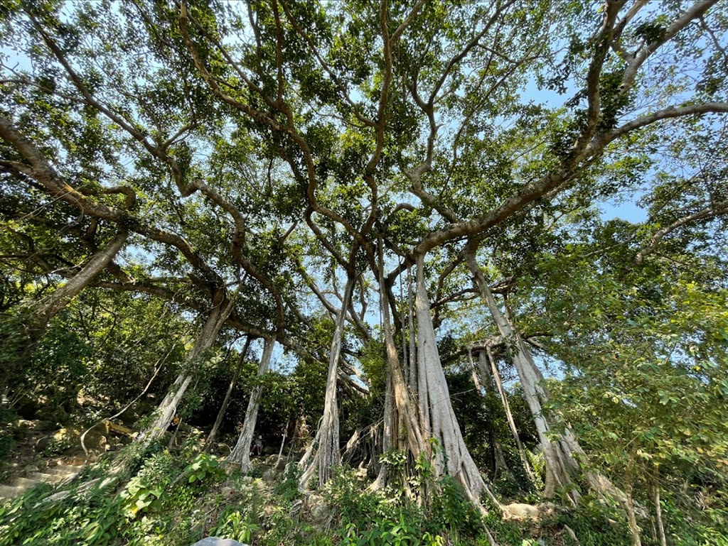 Hình ảnh cây đa nghìn tuổi trên bán đảo Sơn Trà