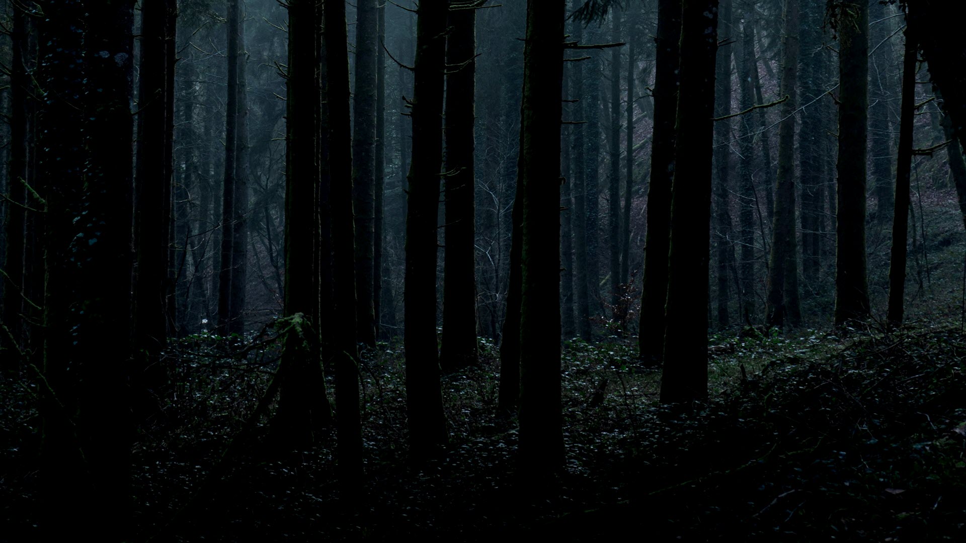 Hình nền khu rừng tăm tối