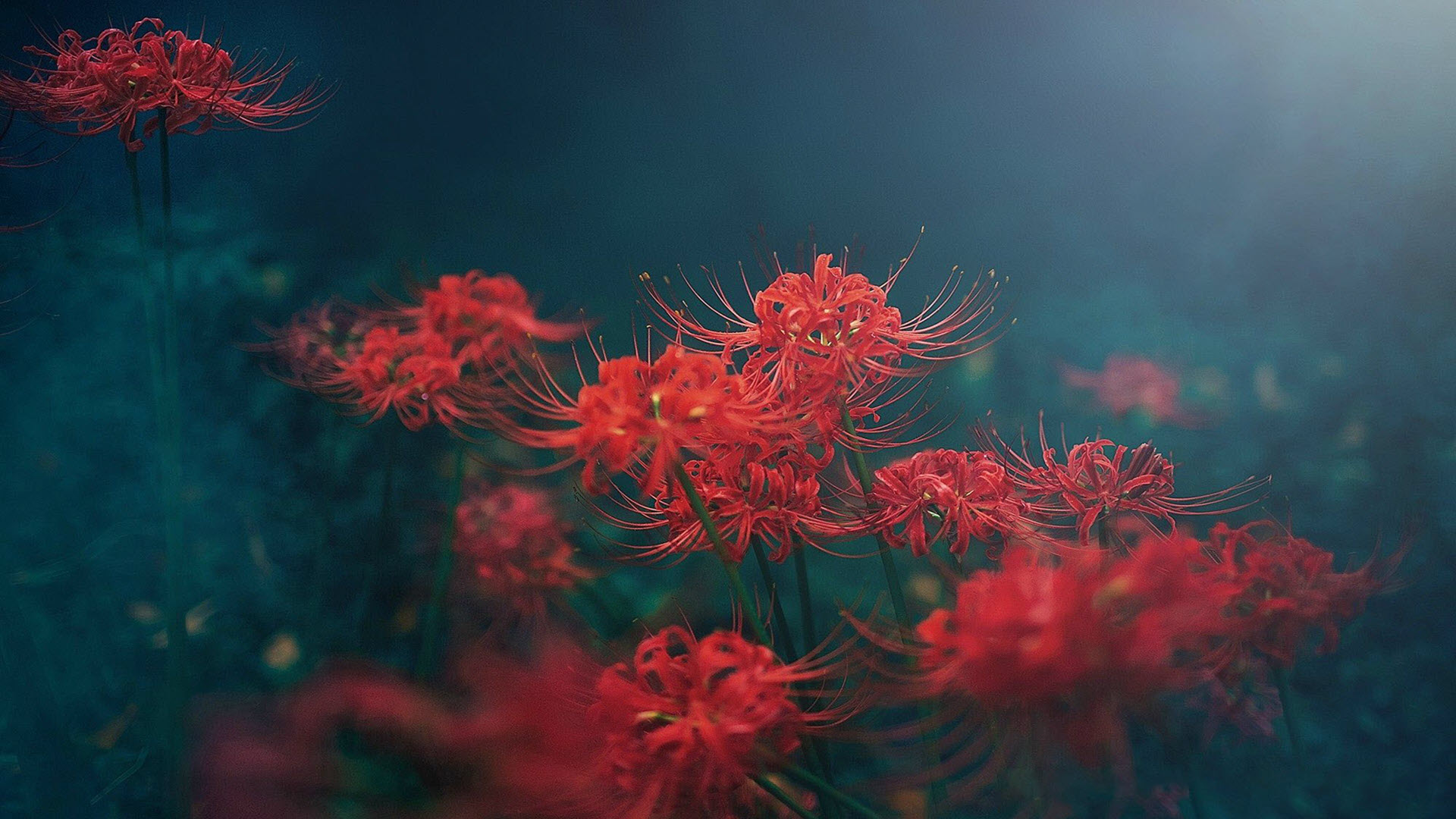 Xem Ngay: Hình nền hoa Bỉ Ngạn đẹp - Thiết Kế Xinh