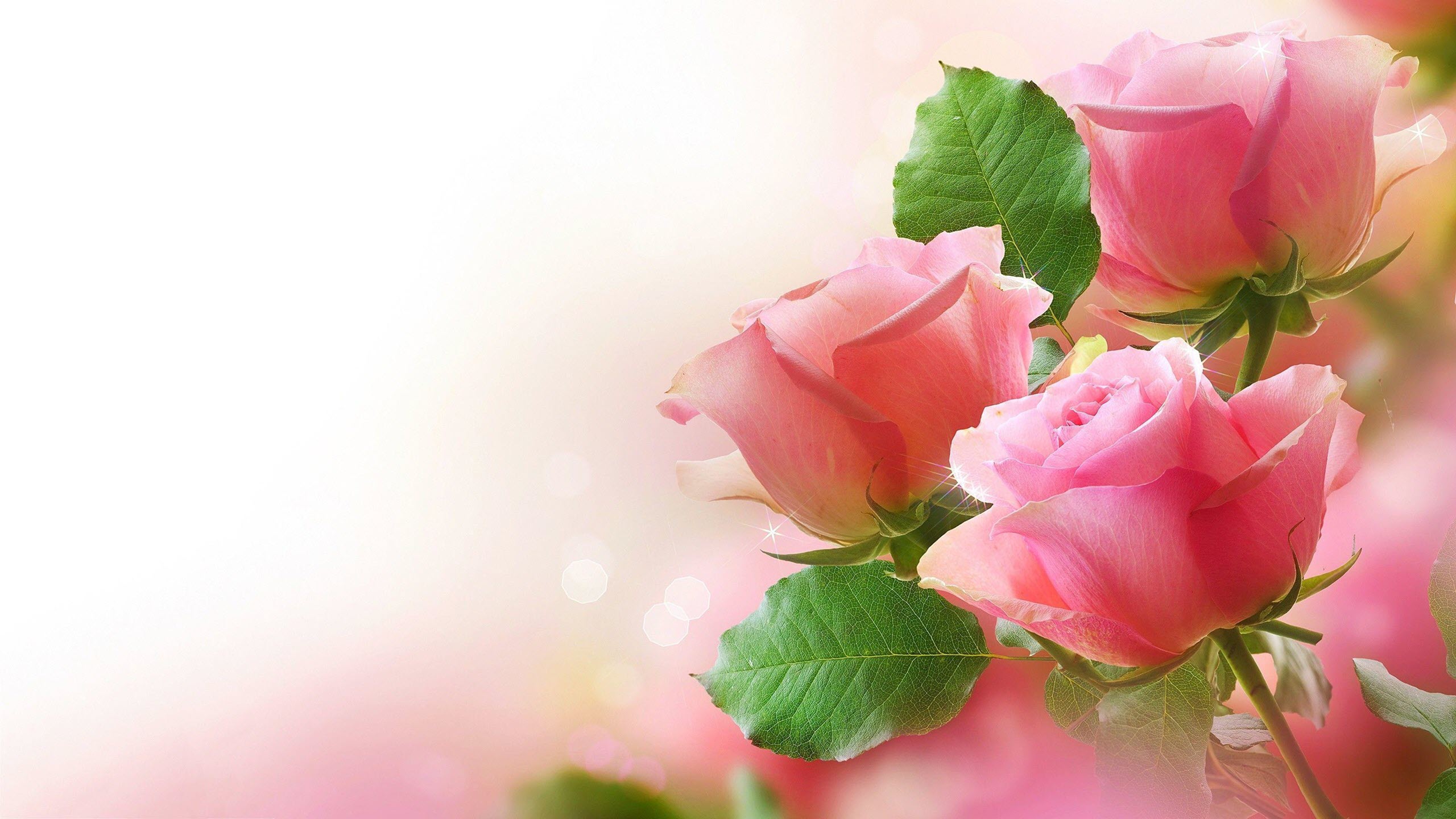 Khám phá hơn 116 hình nền vườn hoa hồng hay nhất  thtantai2eduvn