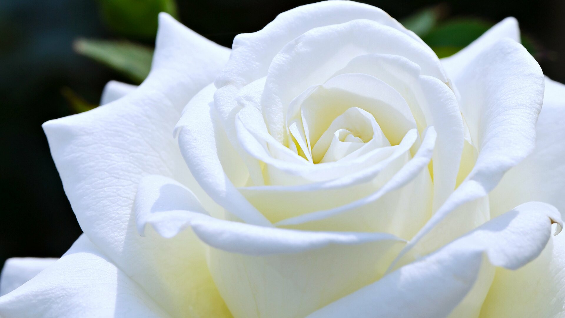 Ảnh nền hoa hồng trắng