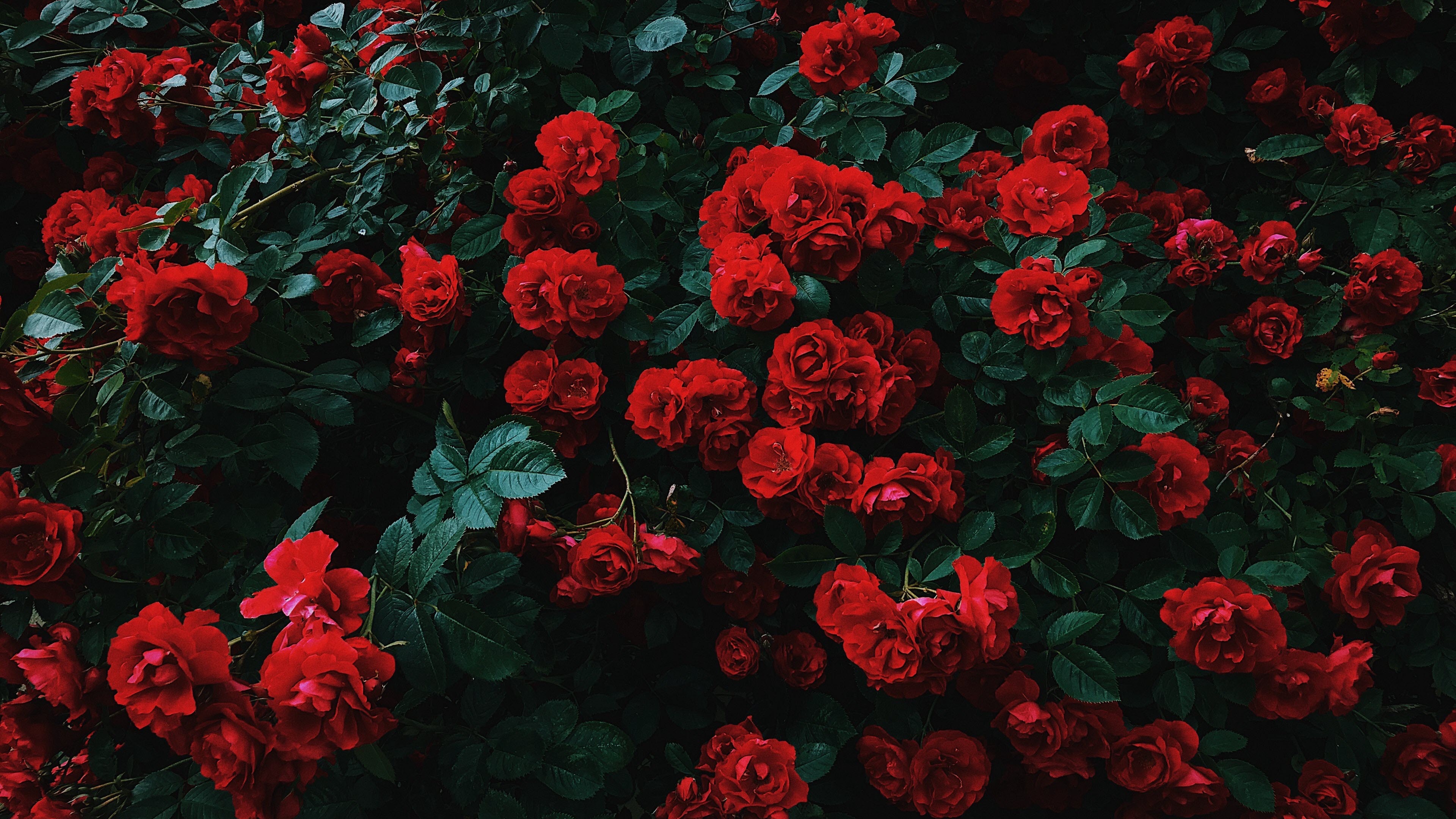 Hình nền hoa hồng cực đẹp