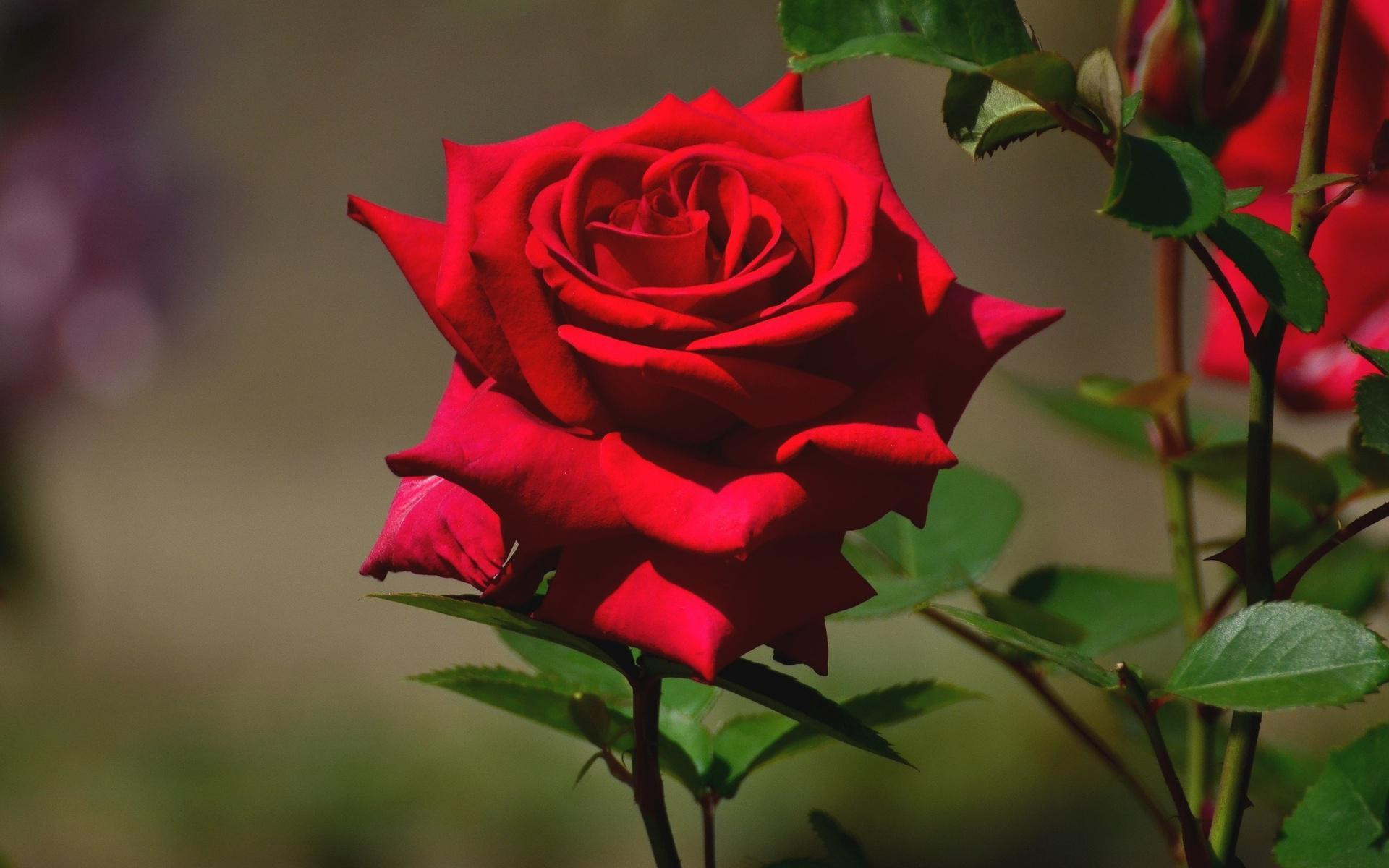 Hình nền cây hoa hồng