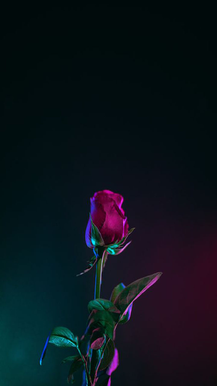 Hình nền hoa hồng đẹp cho điện thoại