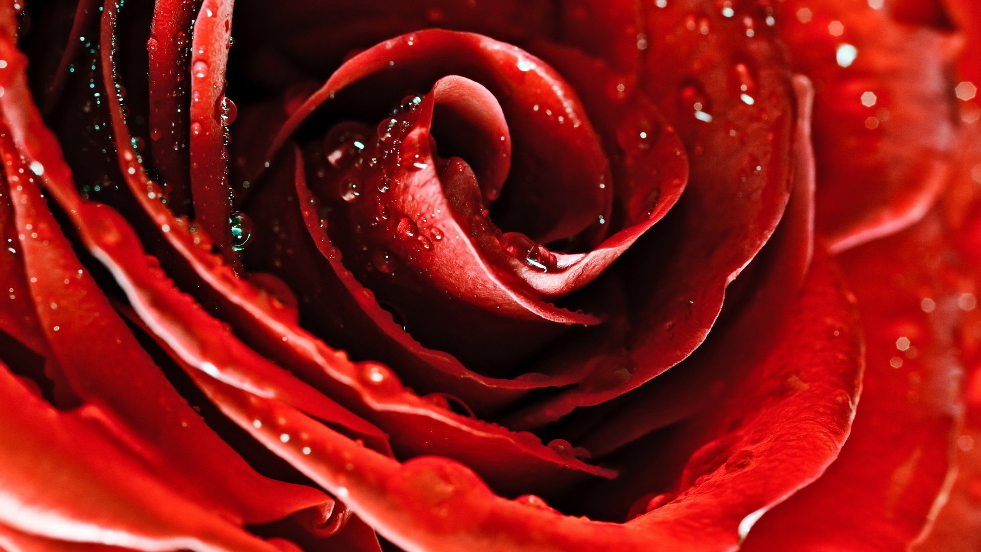 Hình nền hoa hồng đỏ nở đẹp