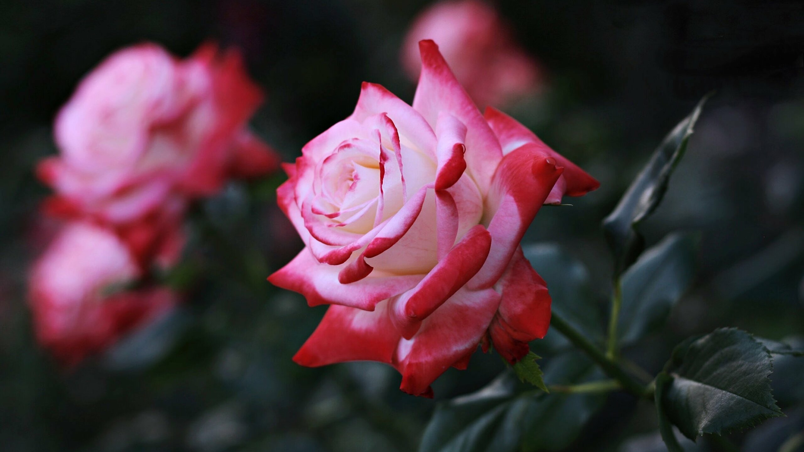 Hình nền hoa hồng độc đáo