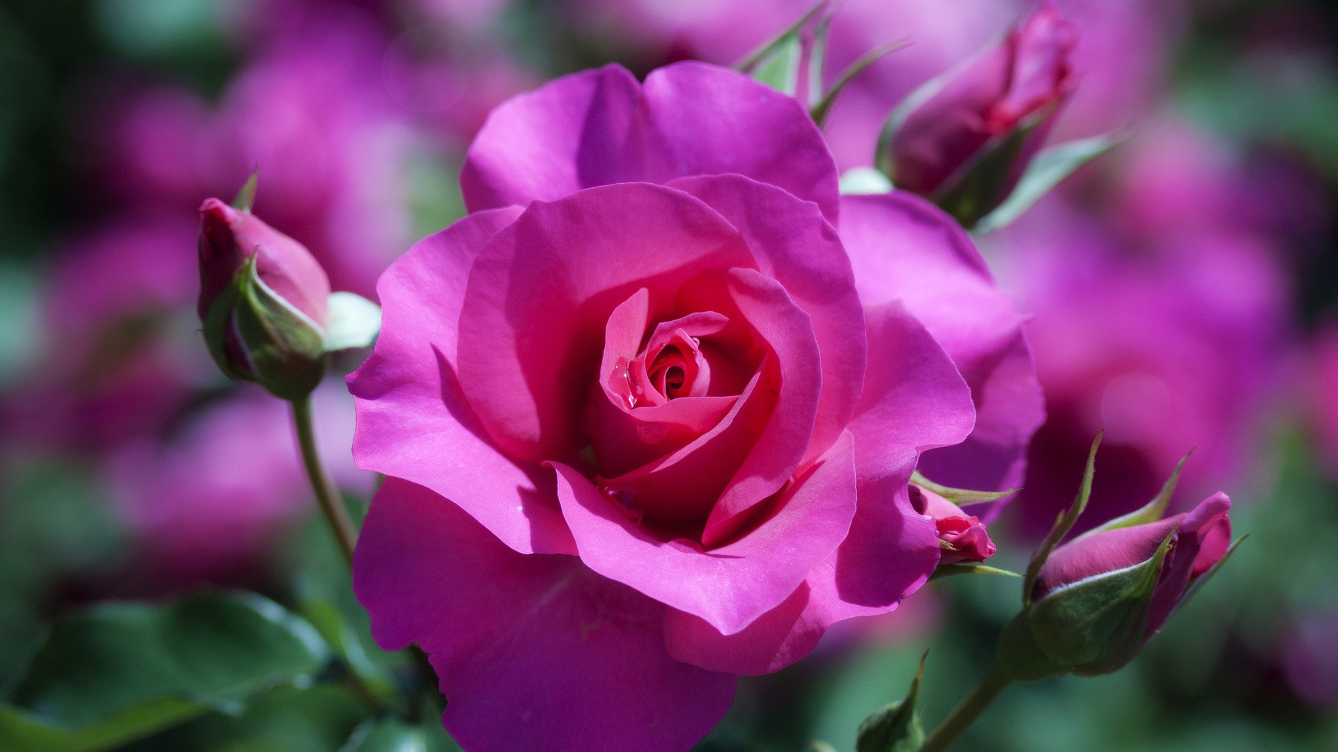 Hình nền hoa hồng nở đẹp