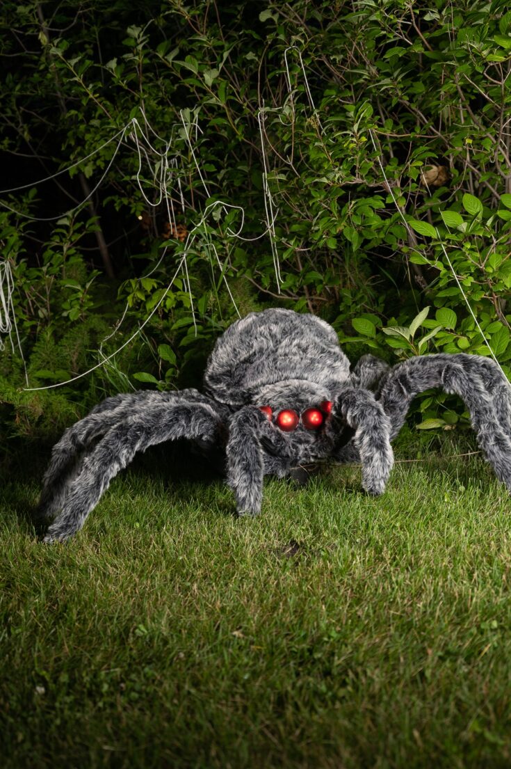 Ảnh nhện Halloween trang trí