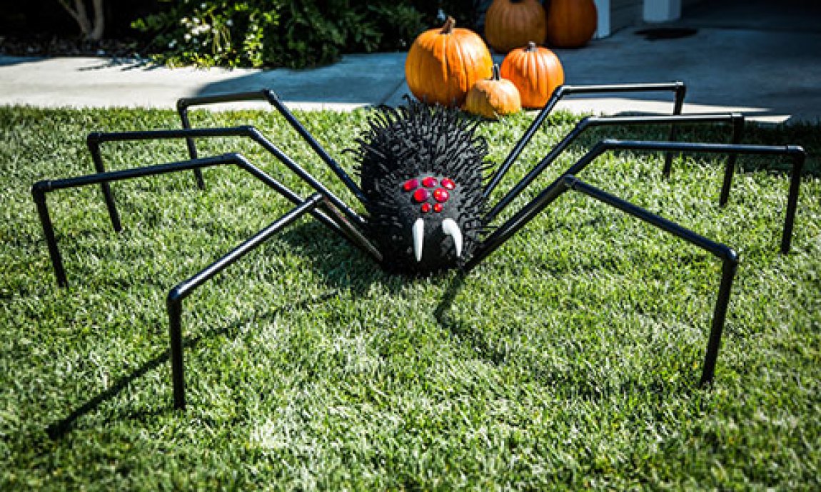 Ảnh nhện Halloween trong sân
