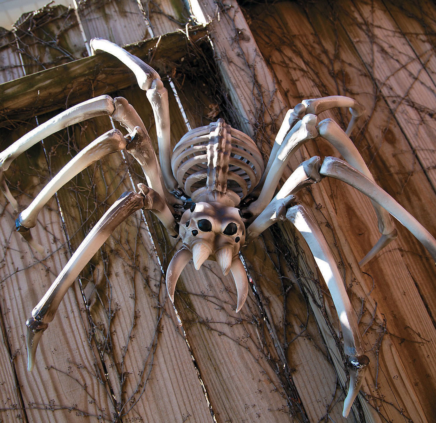 Hình ảnh bộ xương nhện Halloween
