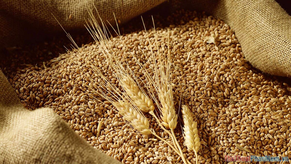 Xuet Mang Geng và quy trình thu hoạch hạt