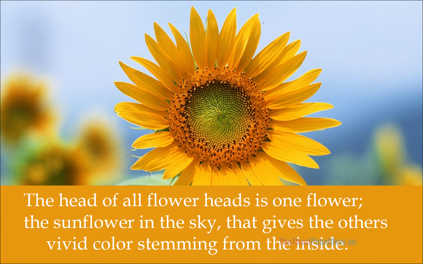 The head of all flower heads is one flower; the sunflower in the sky, that gives the others vivid color stemming from the inside