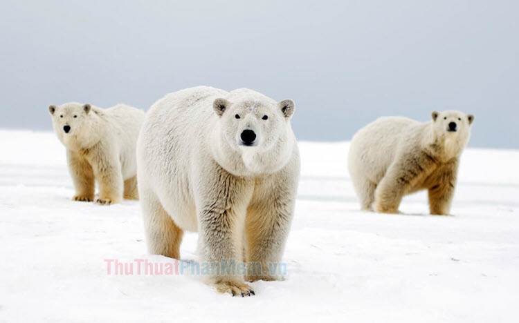 Hình hình ảnh gấu White đáng yêu, dễ thương cực kỳ đẹp