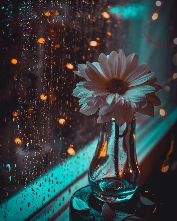 Hình ảnh hoa buồn ngày mưa