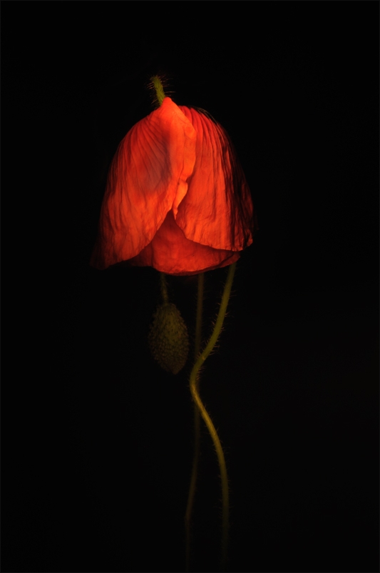 Hình ảnh hoa cô đơn trong bóng tối