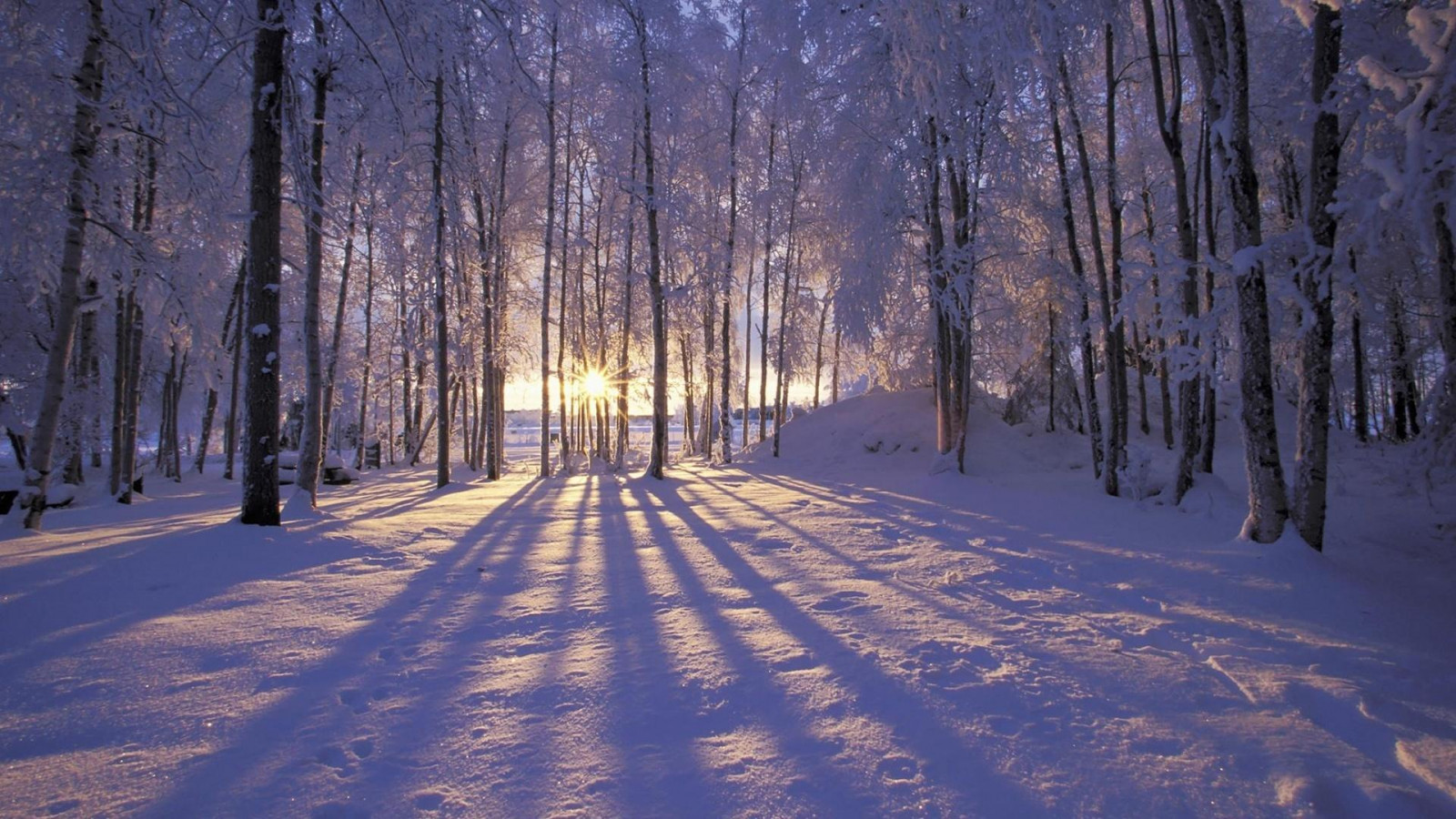 Ảnh mặt trời mọc vào mùa đông trong rừng
