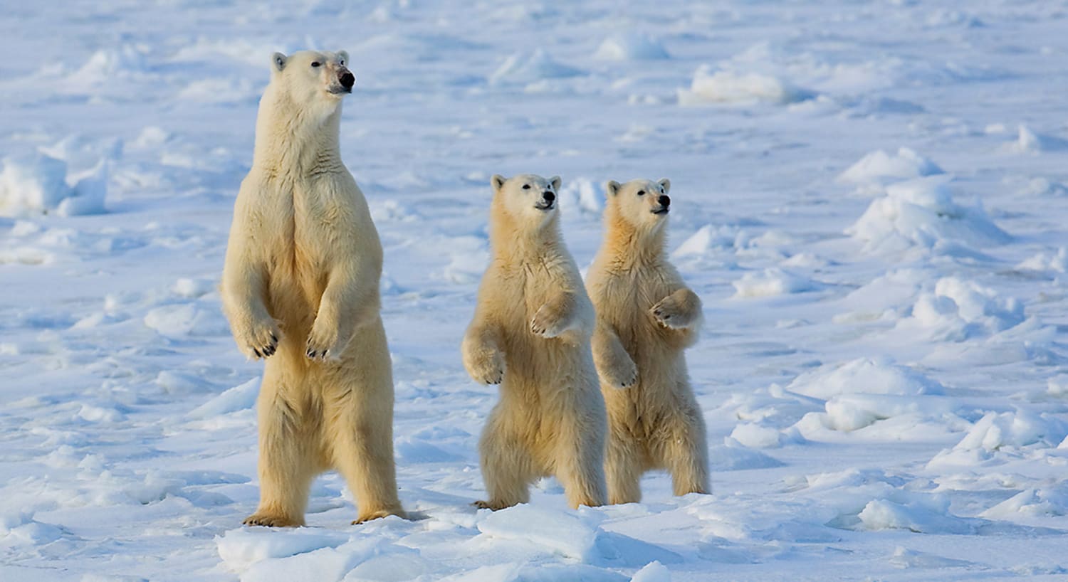 Ảnh đẹp về gấu trắng Bắc Cực