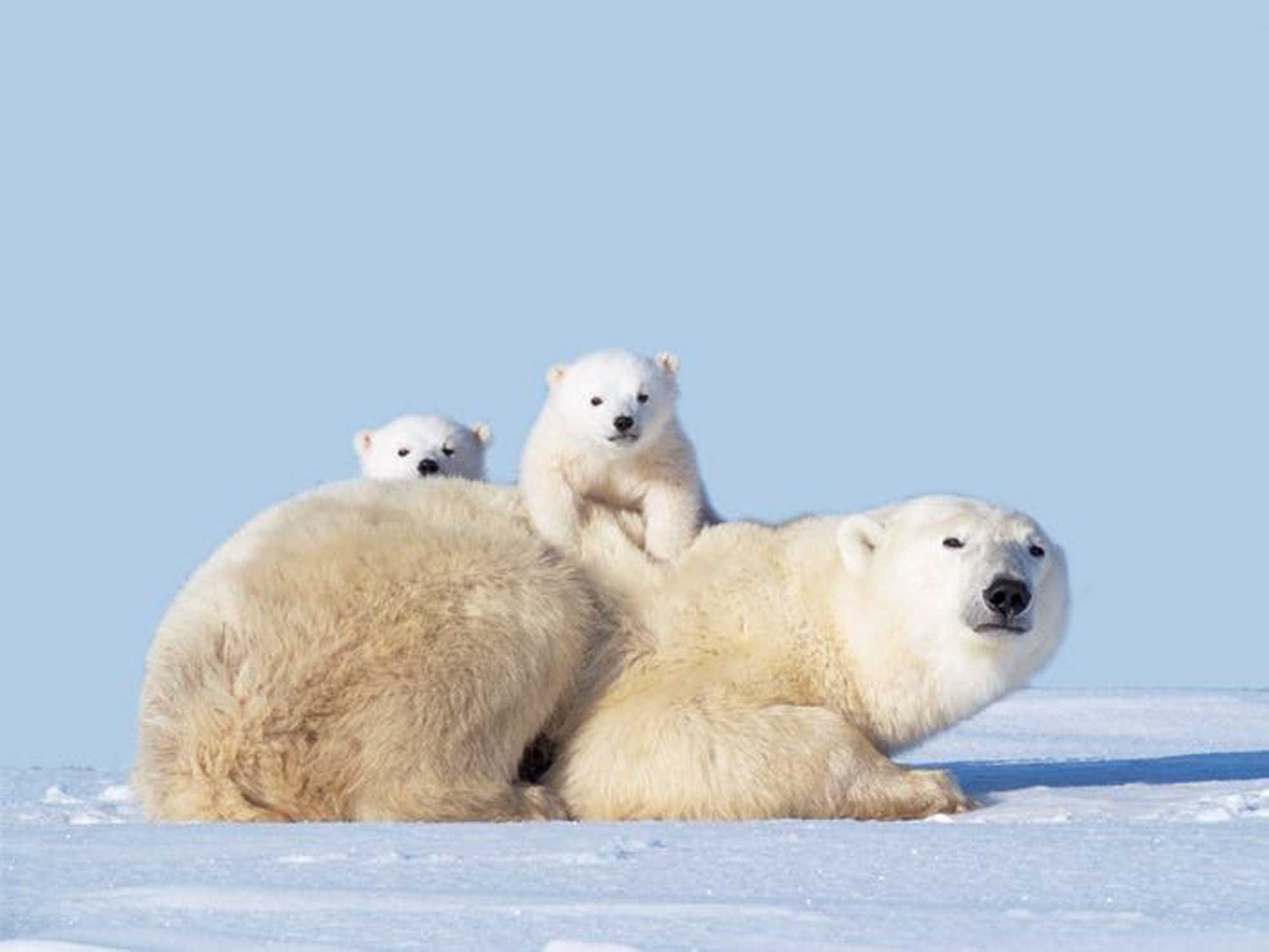 Hình ảnh cực đẹp về gấu trắng Bắc Cực