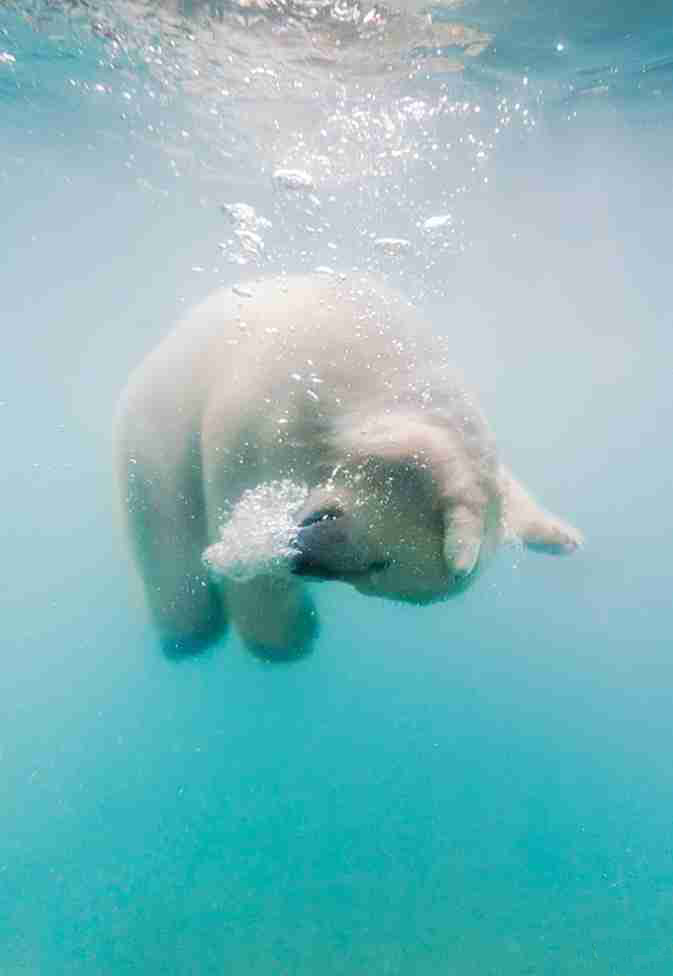 Hình hình ảnh gấu Trắng Bắc Cực tập bơi bên dưới nước