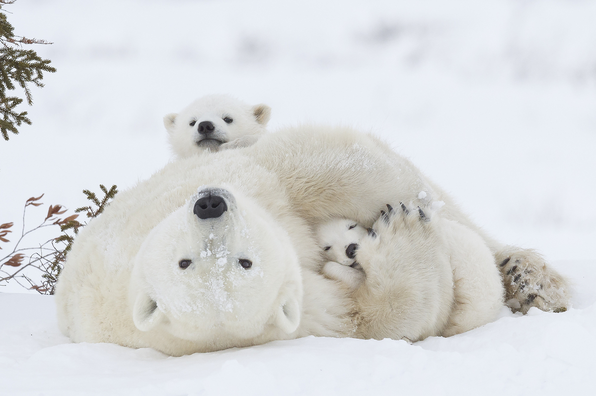 Hình ảnh gấu trắng Bắc Cực siêu đẹp