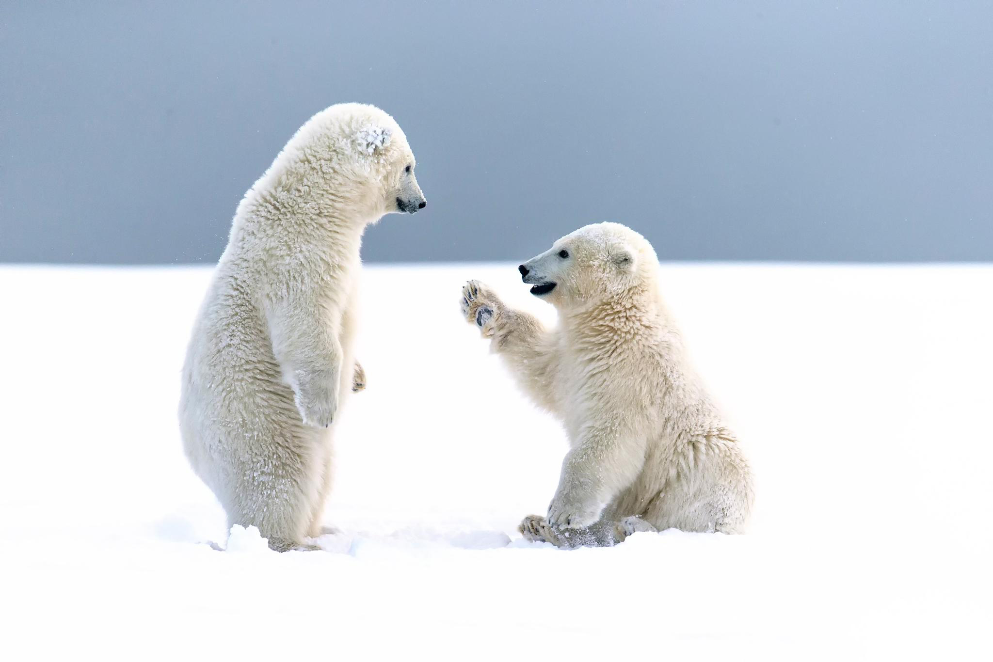 Hình hình ảnh gấu White xinh tươi đẹp nhất nhất