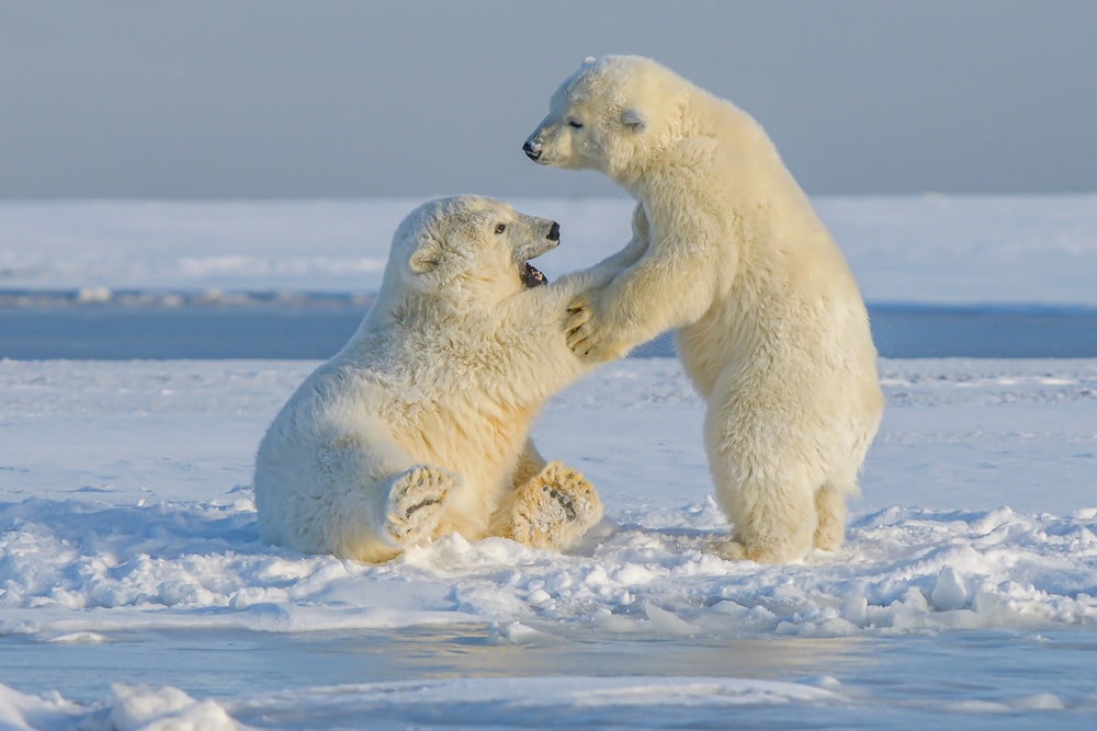 Hình hình ảnh gấu Trắng ở Bắc Cực