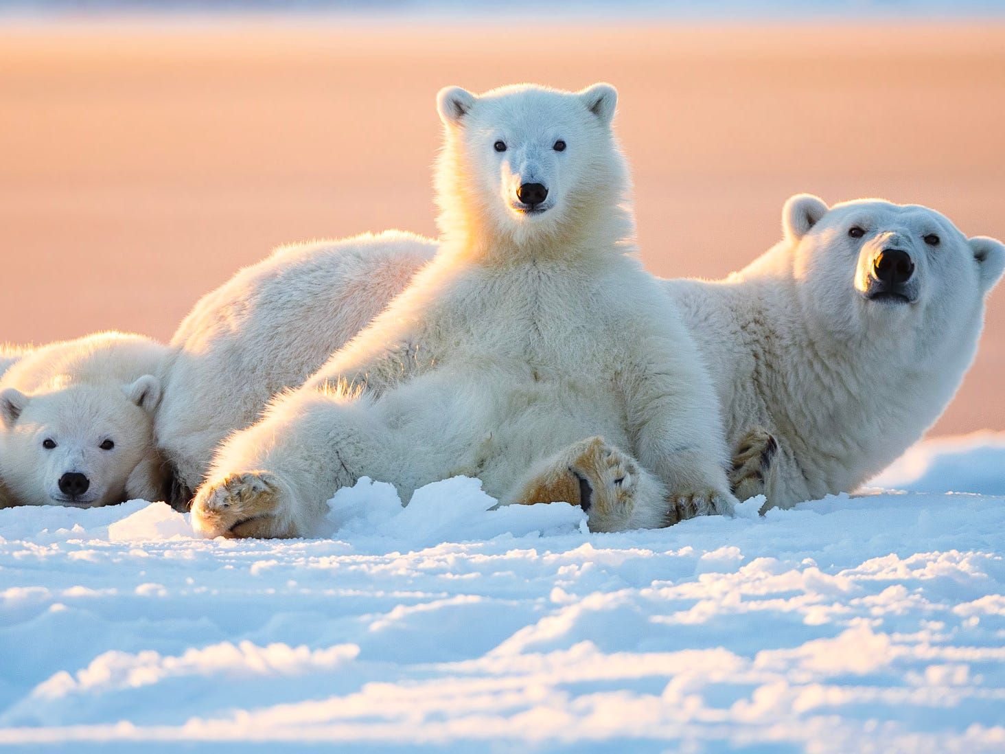 Hình hình ảnh mái ấm gia đình gấu White cute