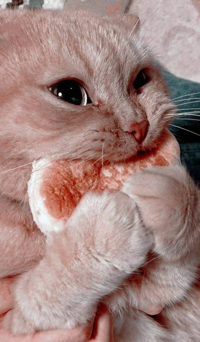 Hình ảnh mèo con gặm bánh mì cute phô mai que