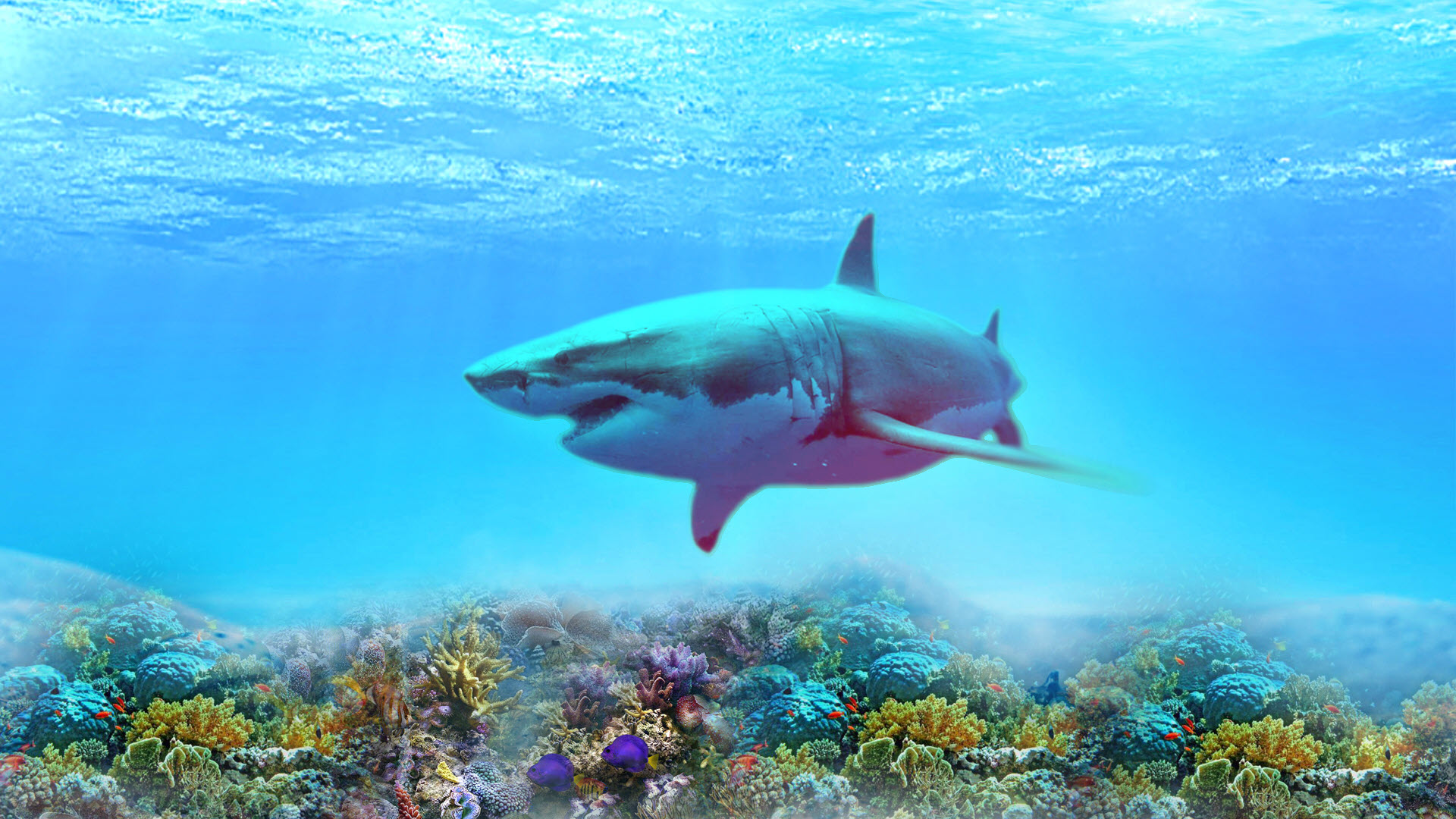 Hình cá mập dưới đáy đại dương đẹp nhất