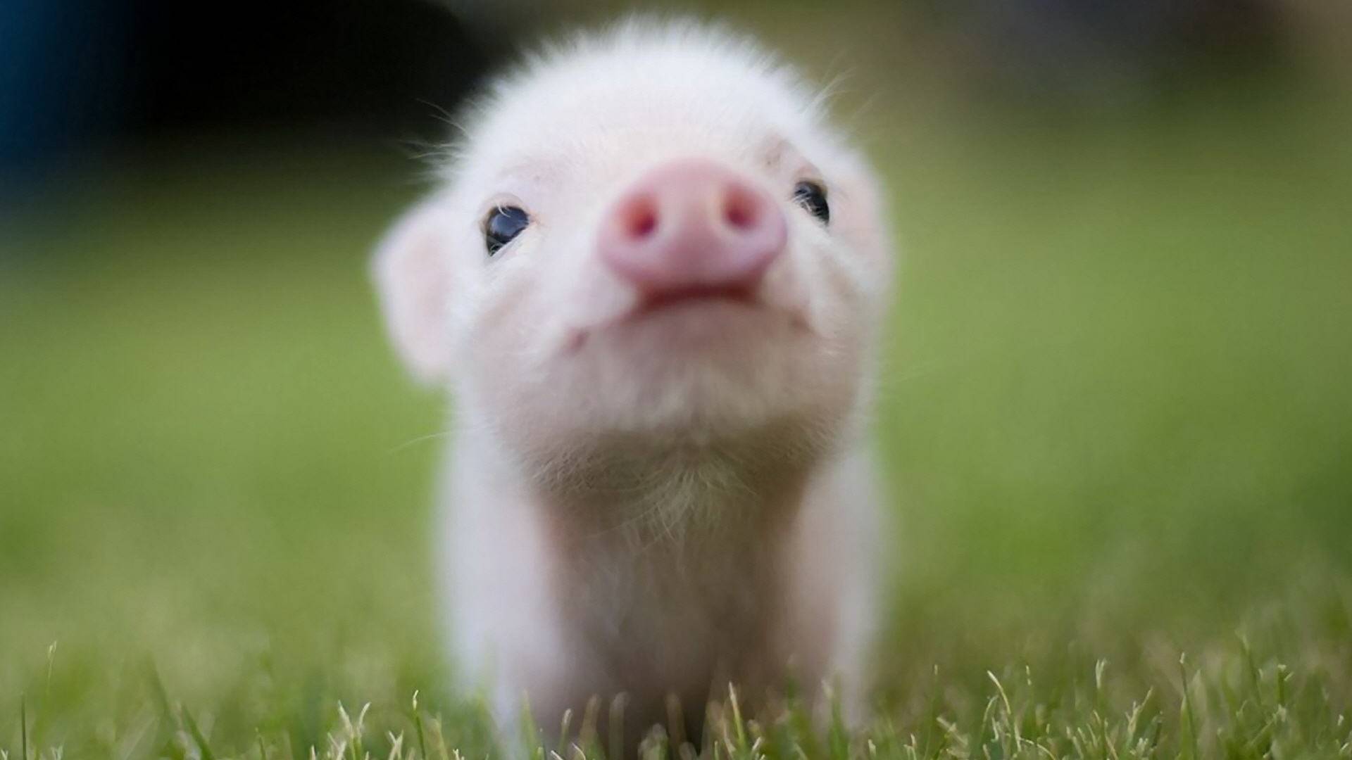 Piglets Wallpapers