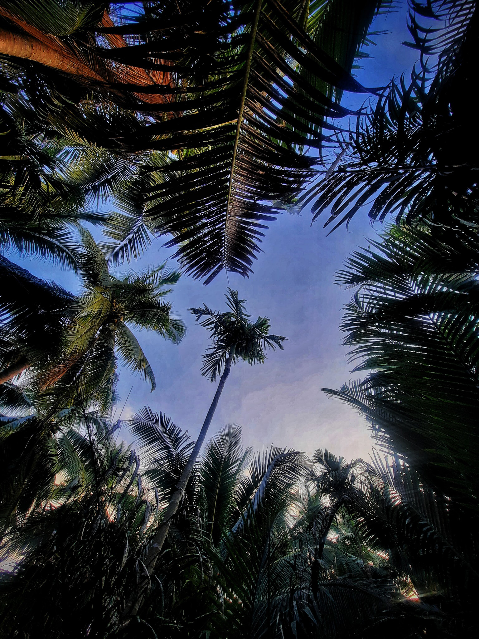 Hình ảnh đẹp về xứ dừa Bến Tre
